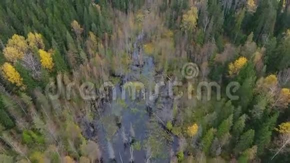 秋天森林和溪流的景色视频的预览图