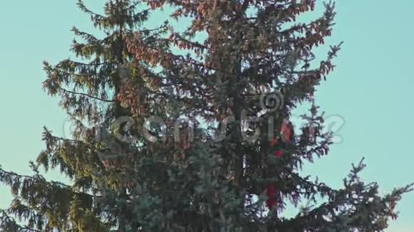 人在用电锯锯一棵枞树视频的预览图