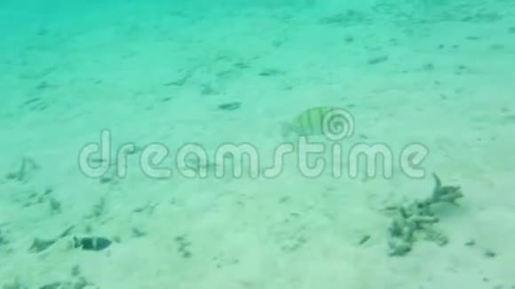 华丽的水下世界观死珊瑚礁海草白沙和绿松石水视频的预览图