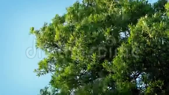 树枝在强风中吹起视频的预览图