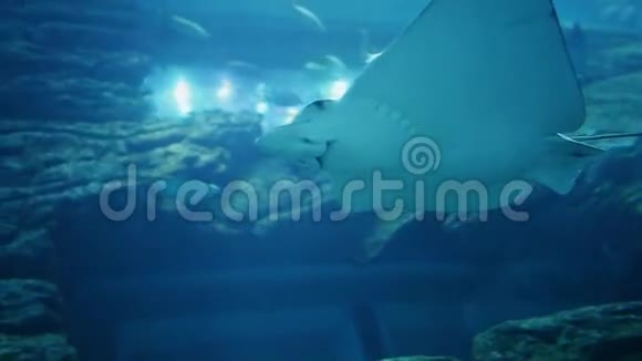 白色黄貂鱼在水下水族馆游泳视频的预览图