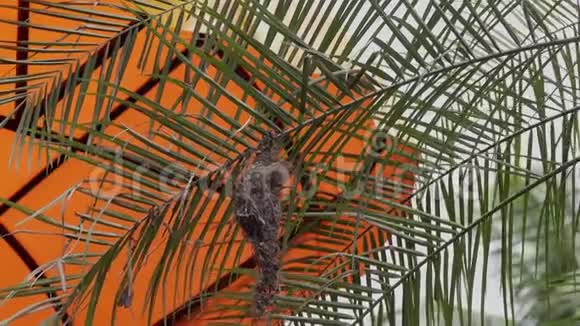 鸟窝中的雌橄榄背太阳鸟颈颈视频的预览图