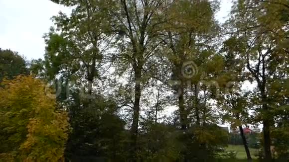 树叶从树上掉下来视频的预览图