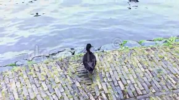鸭子从岸上跳下来落在水面上视频的预览图
