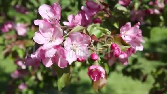 开粉红色花的苹果树的树枝视频的预览图