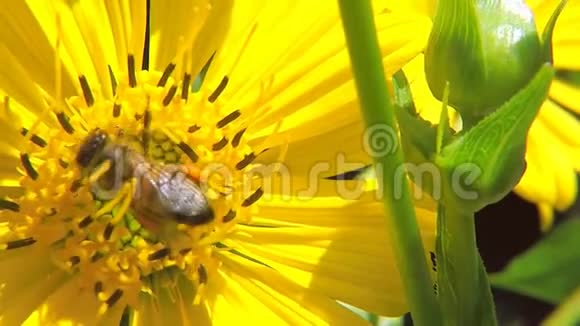 罗经植物黄花蜂视频的预览图