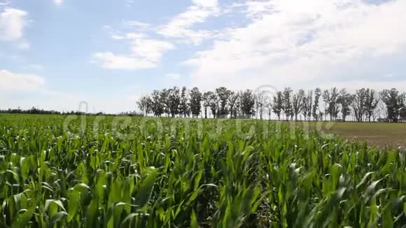 在阿根廷农村种植玉米视频的预览图