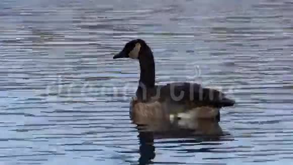 加拿大鹅游泳视频的预览图