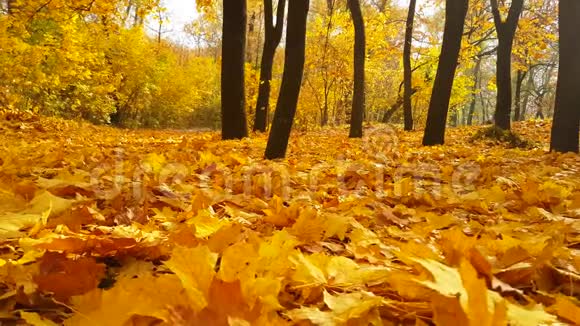秋天公园阳光树叶公园大自然十一月植物树叶视频的预览图