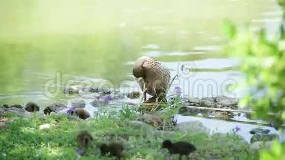 黄昏时鸭子在池塘里游泳伊兹密尔萨萨利动物园土耳其视频的预览图