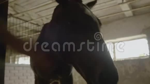 马在摊子里吃干草视频的预览图