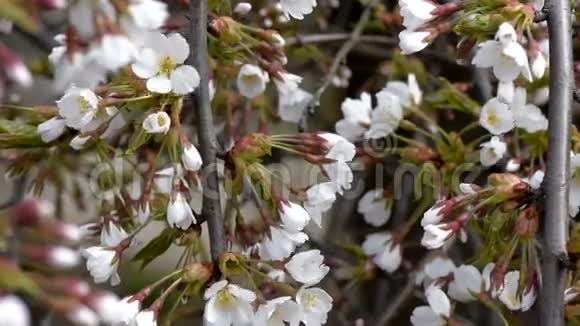 装饰樱桃的白色花朵视频的预览图