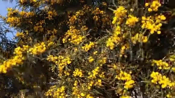 在阳光下绽放含羞草的树象征视频的预览图