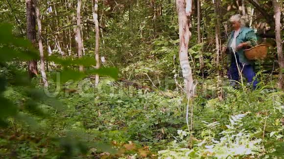 一位老妇人穿过树林寻找蘑菇视频的预览图