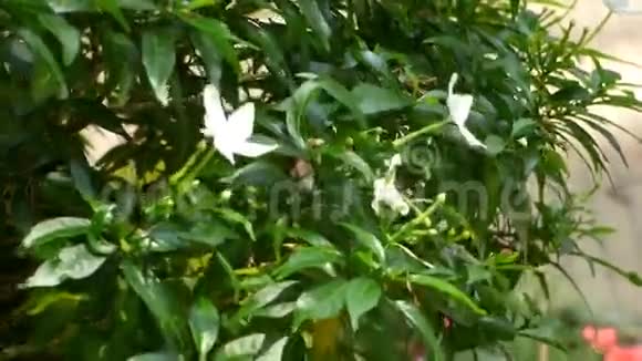 越南湄公河三角洲公园的花视频的预览图