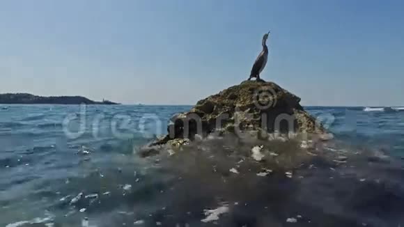野鸟大坐在海里的岩石上老城市皮兰和斯特鲁詹附近的地区视图斯洛文尼亚伊斯特拉视频的预览图