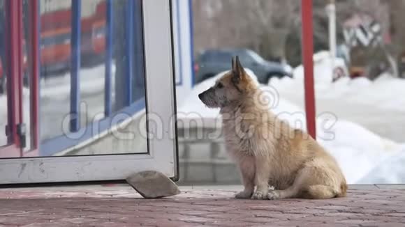 流浪狗坐在杂货店门口等户外食物视频的预览图