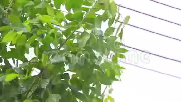 大雨狂风吹动树木的枝条视频的预览图
