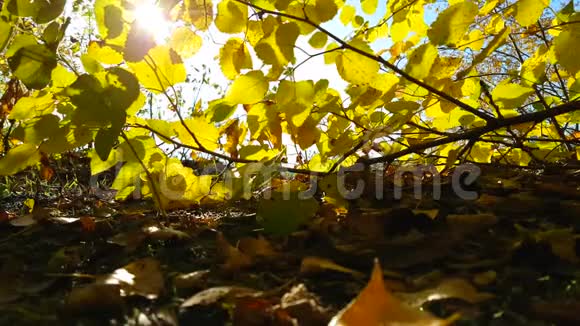 秋天公园阳光落叶公园大自然十一月植物观叶光视频的预览图