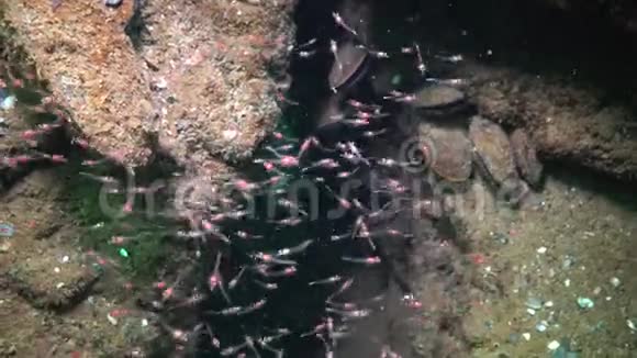 米赛达一群小型甲壳类动物在黑海岩石之间的密斯达视频的预览图