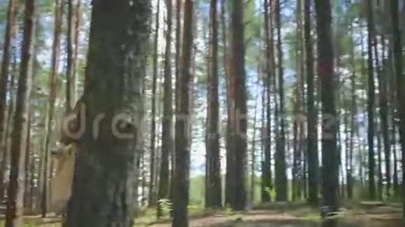 带背包的小女孩在树林里视频的预览图