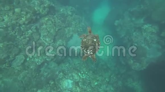 日本鹿儿岛大岛阿亚马鲁角附近的海龟视频的预览图