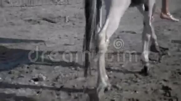 骑马在山上人视频的预览图
