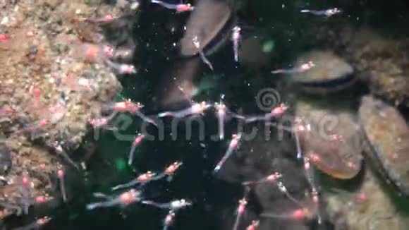 米赛达一群小型甲壳类动物在黑海岩石之间的密斯达视频的预览图