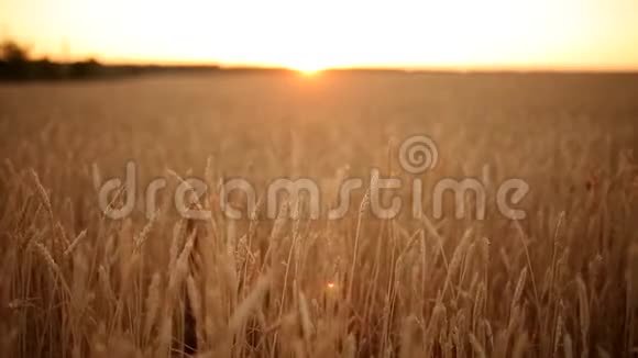 麦穗于田田田深浅夕阳下金黄熟熟的麦田丰收和农业视频的预览图