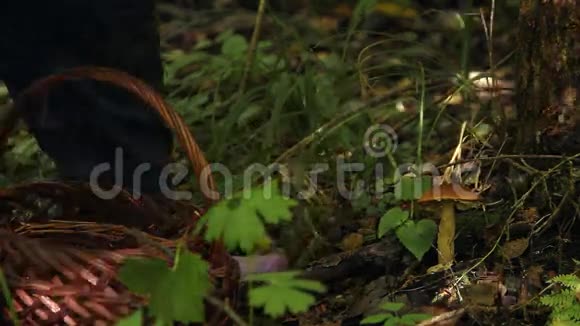 一位老妇人在森林里采蘑菇视频的预览图