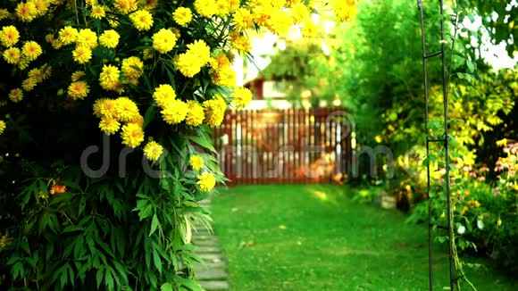 黄色大丽花在我的花园倾斜视频的预览图