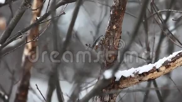 加拿大阿尔冈昆雪域风景中的白胸努萨奇西塔卡罗林视频的预览图