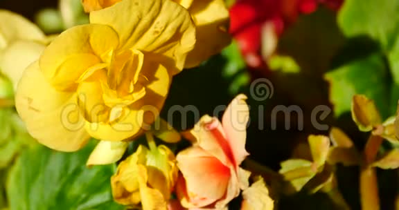 黄色和红色的花在阳光下绽放视频的预览图