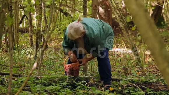 一位老妇人在森林里采蘑菇视频的预览图