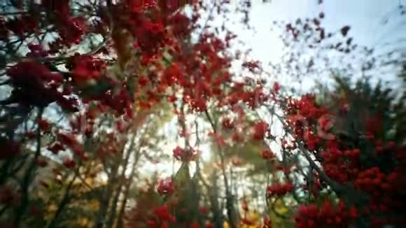 有红色浆果的山灰枝是灰浆果罗文布什视频的预览图