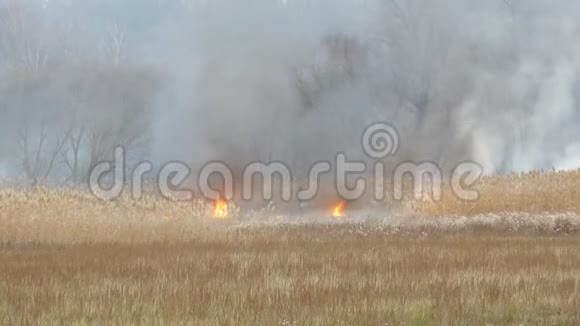 燃火于自然天灾燃烧着森林中干枯的草和灌木丛的巨大火焰视频的预览图
