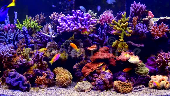 全高清彩色水族馆视频视频的预览图