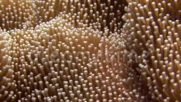 马尔代夫海域海底彩色珊瑚背景下的海葵视频的预览图