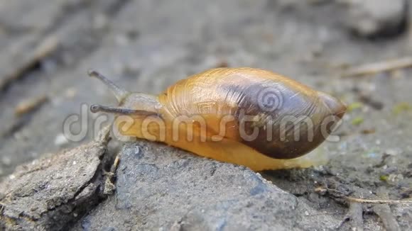 蜗牛在地上爬行视频的预览图