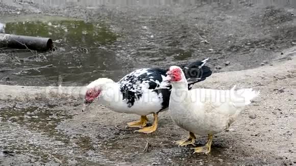 马斯科维鸭子喝水视频的预览图