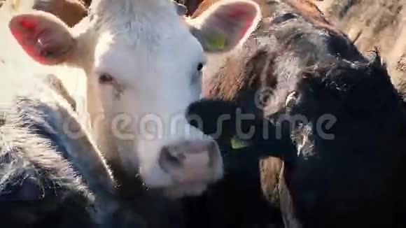 奶牛站在一起视频的预览图
