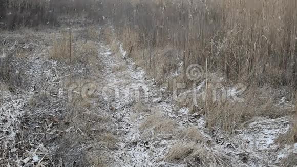 在干草的背景下下雪视频的预览图