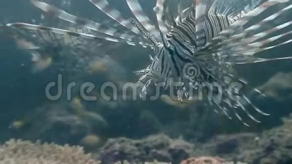 菲律宾野生动物珊瑚中的蝎子鱼视频的预览图