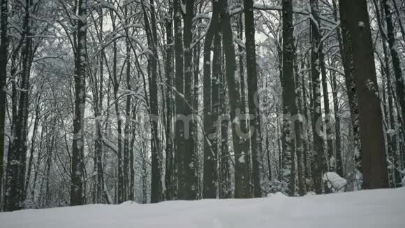 冬天的森林树木和大雪视频的预览图
