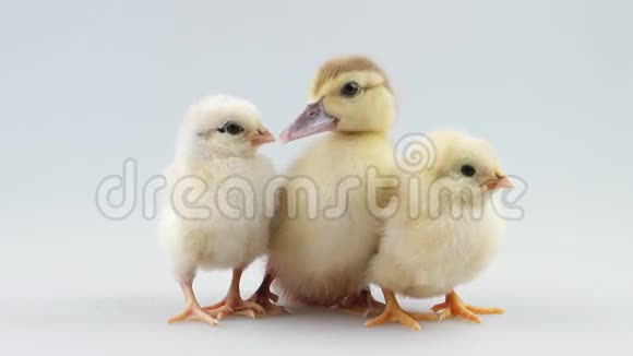 小鸭子和两只小鸡坐着视频的预览图