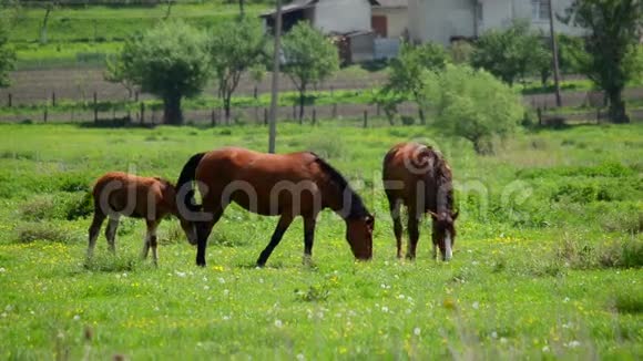 在草地上吃草的马群视频的预览图