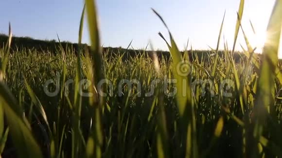 绿草在模糊的背景下随风摇曳视频的预览图