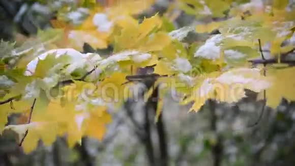 雪中黄枫叶视频的预览图