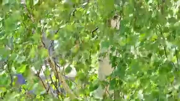 春天吹着树叶的桦树枝视频的预览图