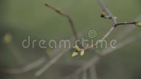 树叶出现在树枝上视频的预览图
